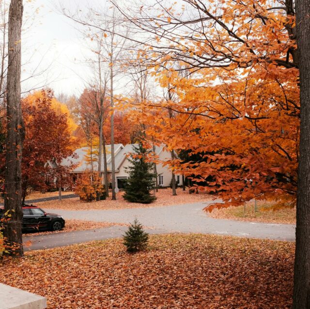 Photograph of an autumn-leaf-strewn yard in a suburban residential area.