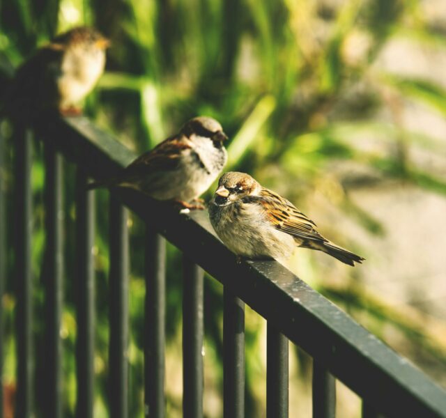 Photograph of sparrows on a iron fence.
