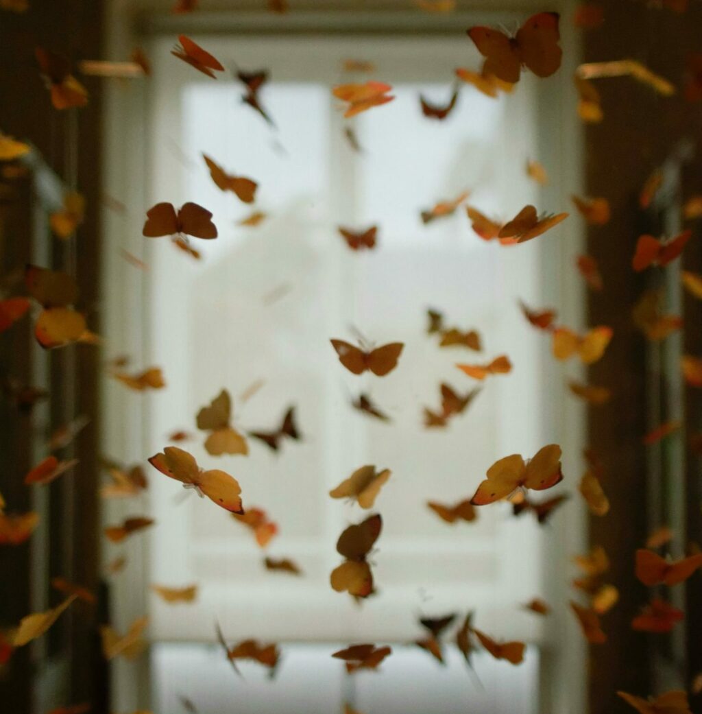 image of butterflies